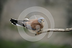 Lesser kestrel, Falco naumanni,