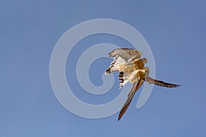 Lesser Kestrel Falco naumanni adult pair in flight fighting
