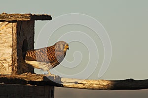 The lesser kestrel Falco naumanni female sitting on the old crashed roof