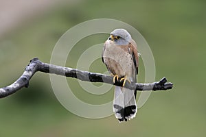 Lesser kestrel, Falco naumanni,