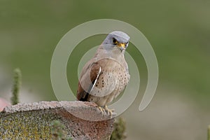 Lesser kestrel, Falco naumanni,