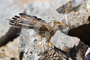 Lesser Kestrel female