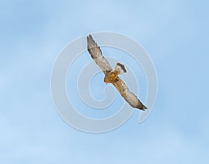 Lesser Kestrel in Flight in Tarifa in Spain