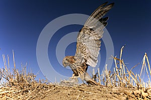 Lesser kestrel, hunting a mouse, Falco naumanni