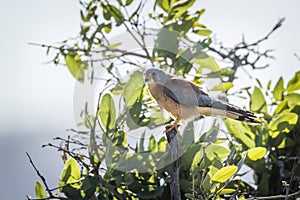 Lesser Kestrel in Kruger National park, South Africa