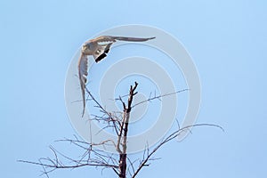 Lesser Kestrel in Kruger National park, South Africa