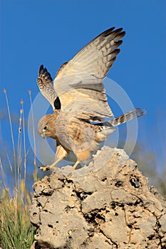 Lesser kestrel landing on rock