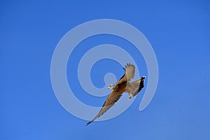 The Lesser Kestrel is a species of falconiform bird in the Falconidae family.