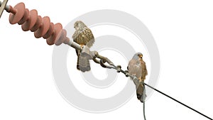 Lesser Kestrels, Greece