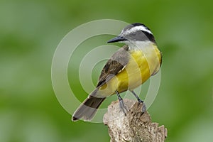 Lesser Kiskadee Perched on a Stump , Panama