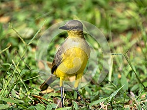 The Lesser Kiskadee, Philohydor lictor, sits in the branches and observes the surroundings. Colombia photo