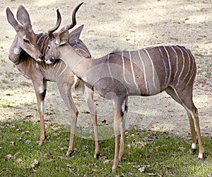 Lesser Kudu 1