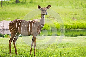 Lesser kudu from Africa