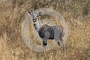 Lesser Kudu, kleine koedoe, Tragelaphus imberbis