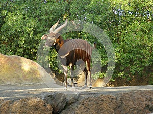 Lesser kudu photo