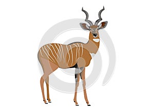 Lesser kudu, Tragelaphus imberbis