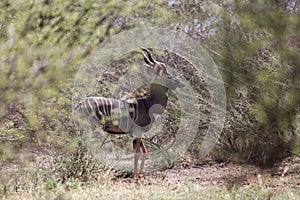 Lesser kudu Tragelaphus imberbis in savanna bushes at the Awash National Park, Ethiopia