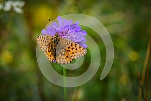 Lesser Marbled Fritillar butterfly or Brenthis ino on a purple flower