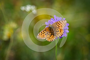 Lesser Marbled Fritillar butterfly or Brenthis ino on a purple flower