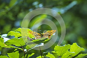 Lesser Marbled Fritillary, Brenthis ino, resting photo