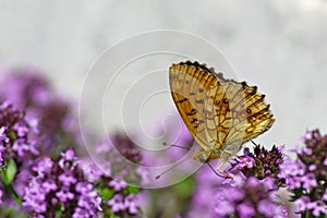 Lesser Marbled Fritillary (Brenthis ino) underneath