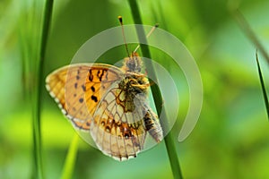 Lesser marbled fritillary butterfly