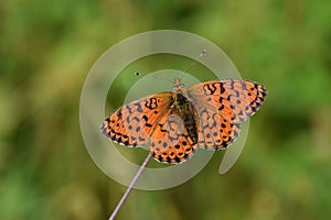 The lesser marbled fritillary butterfly or Brenthis ino