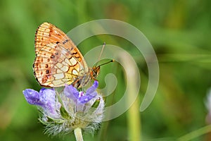 The Lesser marbled fritillary butterfly or Brenthis ino