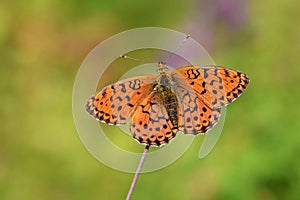 The Lesser marbled fritillary butterfly or Brenthis ino , butterflies of Iran