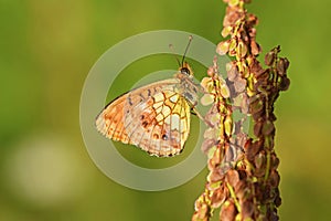 The Lesser marbled fritillary butterfly or Brenthis ino , butterflies of Iran