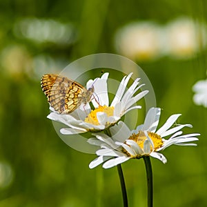 Lesser Marbled Fritillary on an Ox-eye Daisy