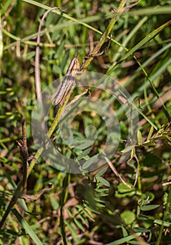 Lesser Marsh Grasshopper