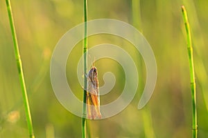 Lesser marsh grasshopper, chorthippus albomarginatus, perched and resting in a meadow photo