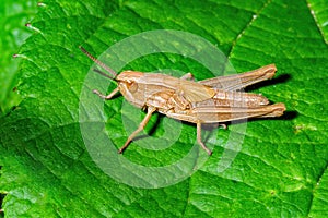 Lesser Marsh Grasshopper Nymph - Chorthippus albomarginatus resting on a leaf.