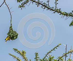 Lesser Masked Weaver Bird in Nest in Tanzania, Africa.