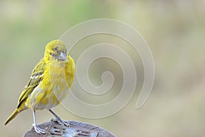 Lesser masked weaver (Ploceus intermedius)