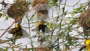 Lesser masked weaver, ploceus intermedius, male standing on nest, in flight, flapping wings, Baringo Lake in Kenya,