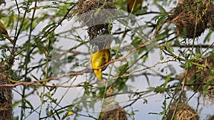 Lesser Masked Weaver, ploceus intermedius, Male standing on Nest, in flight, Flapping wings, Baringo Lake in Kenya,