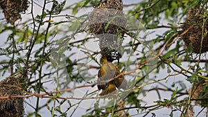 Lesser Masked Weaver, ploceus intermedius, Male standing on Nest, in flight, Flapping wings, Baringo Lake in Kenya