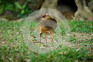 Lesser Mouse-deer