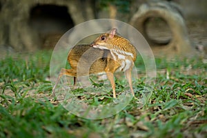 Lesser Mouse-deer