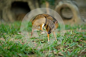 Lesser Mouse-deer