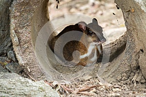 Lesser Mouse-deer