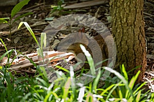 Lesser Mouse-deer