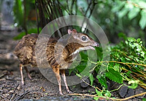 Lesser Mouse Deer