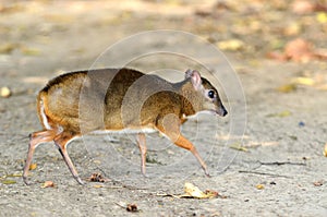 Lesser mouse deer
