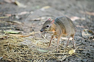 Lesser mouse deer