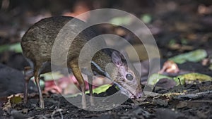 Lesser Mouse Deer Feeding In Rainforest