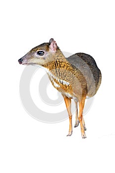Lesser mouse deer isolated