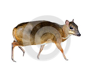 Lesser mouse deer isolated